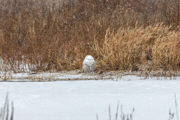 Poster - A migrating Snowy owl (Bubo scandiacus) rests on the shores of Lake Michigan