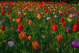 Fototapeta Kwiaty - Kolorowe kwiaty w Parku Uzdrowiskowym Goczałkowice-Zdrój 