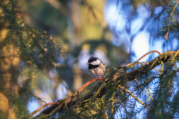 Sticker - Coal tit sitting on tree branch in the forest