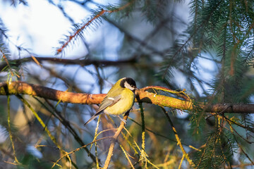 Wall Mural - Great tit sitting on a tree branch in the spruce forest