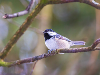 Sticker - Wild Coal tit on a tree branch in the woodland