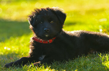 A small baby black dog cub resting on a green grass lawn in sunset light. Pet photography, usual dog breed.