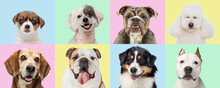Art Collage Made Of Funny Dogs Different Breeds On Multicolored Studio Background. Set Of 8 Images Of Small And Big Dogs.