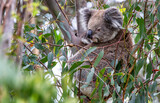 Fototapeta Tęcza - Koala in eucalyptus tree