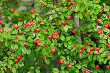 Cotoneaster Coral Beauty. Rounded Evergreen Shrub With Small, Glossy Dark Green Leaves And Small White Flowers Followed By Orange-red Berries