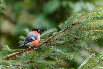 Poster - Eurasian bullfinch, common bullfinch or bullfinch (Pyrrhula pyrrhula) searching for water at a small waterhole in the forest in the Netherlands