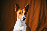 Fototapeta Psy - Portrait of red white basenji dog.