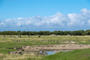 Canvas Print - Graugänse auf einer Wiese, Nordseeinsel Föhr