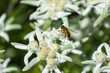 Wildbiene mit Edelweiß