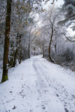 Fototapeta Na ścianę - Hindhead common morning walk in the snow