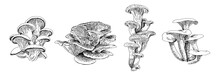 A Set Of Beautiful Mushrooms Drawn In A Graphic Editor In Black And White Graphics. For Poster, Stickers, Sketchbook Cover, Print, Your Design.
