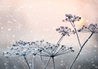 Wall Mural - Winter flowers in hoarfrost and snow during a snowfall.
