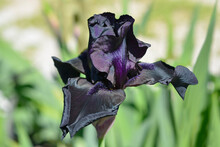 Tall Bearded Iris Before The Storm
