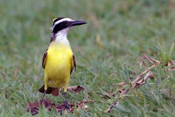 Great Kiskadee (Pitangus sulphuratus) perched on the ground and showing the yellow cap