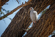 Pale Chanting-Goshawk hidding in tree trunk in Kgalagadi transfrontier park, South Africa; specie Melierax canorus family of Accipitridae