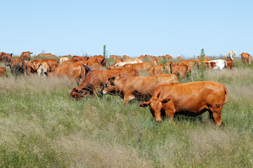 Wall Mural - Herd of free-range cattle grazing in grassland on a rural farm, South Africa.