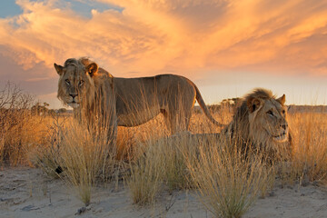 Wall Mural - Two big male African lion (Panthera leo) in early morning light, Kalahari desert, South Africa.