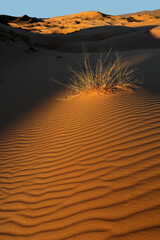 Sticker - Grass on a textured sand dune in late afternoon light, Kalahari desert, South Africa.