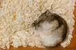 Hamster is sleeping on wood shavings in its cage, top view.
