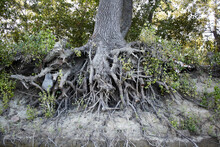 Exposed Tree Roots On The Shore Of Danube River