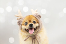 Portrait Cute Pomeranian Dog Celebrating Christmas Wearing A Reindeer Costume