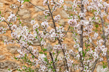 Wall Mural - Almond blossom season in Mallorca