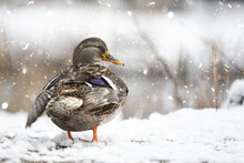 The Duck Stands In The Snow On The Bank Of The Stream And Looks Around.
