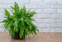 Boston Ferns Or Green Lady Houseplant On Floor By Brick Wall In Room At Home