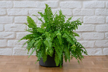 Beautiful Boston Ferns Or Green Lady Houseplant On Floor By Brick Wall In Room