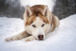 Husky lying in snow