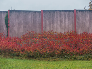 Canvas Print - Herbstliche Blätter des Götterbaums vor einer Lärmschutzwand