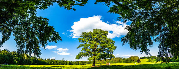 Sticker - tree at a forest - photo