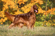 Magnificent Irish red setter on the background beautiful yellow, orange leaves Autumn on a Sunny day.