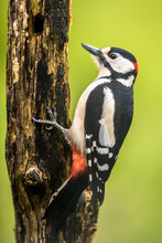 Great Spotted Woodpecker In Portrait