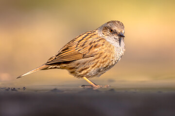 Wall Mural - Dunnock bird in shallow water on blurred background