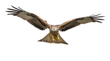 Canvas Print - Flying red kite against white background