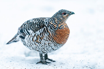 Wall Mural - Finland, Northern Ostrobothnia Region, Kuusamo, western capercaillie, Tetrao urogallus karelicus. A female shows off its colorful feathers.