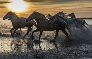 Sticker - Europe, France, Provence, Camargue. Horses running through water at sunrise.