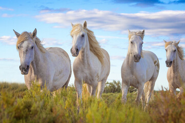 Poster - Europe, France, Provence. Camargue horses close-up.