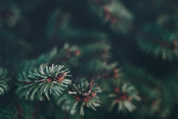 beautiful christmas background with green pine tree brunch close up. copy space, trendy moody dark t
