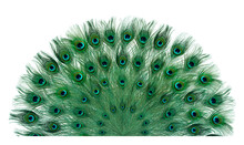 Beautiful Bright Peacock Feathers On White Background