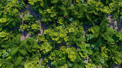 Wall Mural - tropical plants garden from above