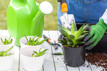 A Woman Gardener Wearing Overalls Is Planting New Haworthia Fasciata Houseplants Using Potting Soil, Hand Shovel And Gloves. Hobby, Green Finger, Gardening Concepts. Slow Motion Footage