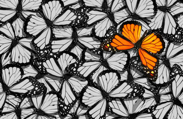 Aufkleber - bright accent color. colorful orange monarch butterfly on a background of black and white monarch butterflies. abstract natural background.