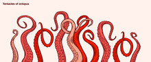 Red Octopus Tentacles Reaching Upwards, Squid-like Marine Animal Body Parts Protruding From Out Of Frame, Cut For Food Or Frame Design, Cartoon Sketch Vector Illustration.	
