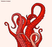 Red octopus tentacles reaching upwards, squid-like marine animal body parts protruding from out of frame, cut for food or frame design, cartoon sketch vector illustration.	
