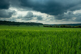 Fototapeta Mapy - Wheat field, England