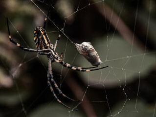 Spider cocoons prey in a cocoon of cobwebs