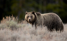 A Grizzly Bear In Grand Teton National Park 