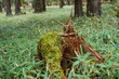 大台ヶ原山で見た朽ち果てた倒木で育つ苔の情景＠奈良